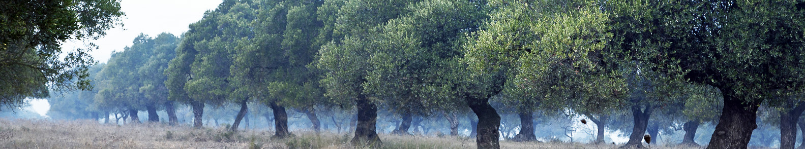 Fotografia de les oliveres centenaries.